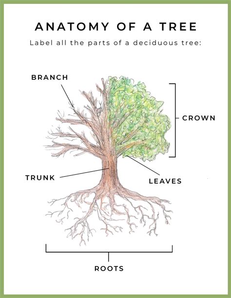 tree bush diagram 